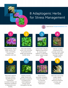 adaptogenic herbs infographic