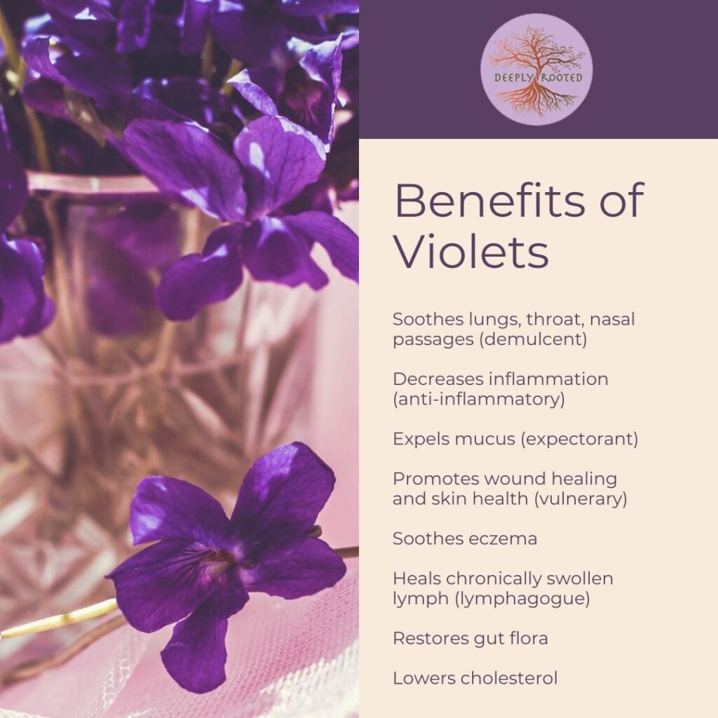 medicinal and health benefits of wild violet herbs